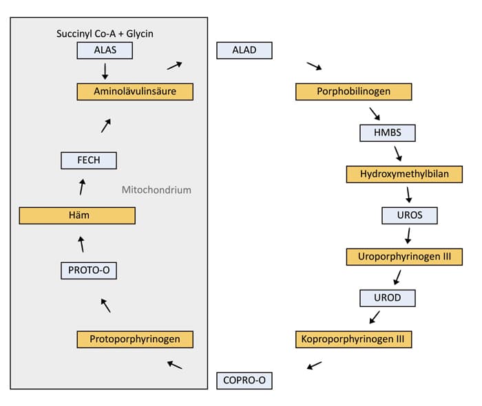 Schematische Darstellung der Häm-Biosynthese und der damit verbundenen Störungen bei Porphyrien. Der Prozess beginnt mit Succinyl-CoA und Glycin, die unter Beteiligung des Enzyms ALAS zu Aminolävulinsäure umgewandelt werden. Die Synthese führt weiter zu Porphobilinogen und über verschiedene Zwischenstufen, unter Einsatz der Enzyme ALAD, HMBS, UROS und UROD, zu den Endprodukten Häm, Protoporphyrinogen und Koproporphyrinogen III. Die beteiligten Enzyme und Moleküle sind auf zwei getrennten Wegen innerhalb und außerhalb des Mitochondriums dargestellt, welche die komplexen Abläufe in der Zelle veranschaulichen.